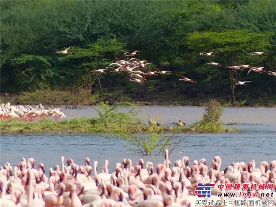 厦工：践行转型升级，打造“以草代粮”工业化成套设备生产基地